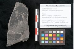 Foto (Objekt + Etikett) von Neuropteris karwinensis Ettingshausen (NHMW-GEO-2024-0188-10668)